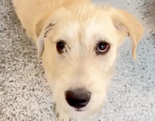 PIPPA, an adoptable Schnauzer in Houston, TX