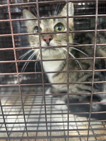 A653974, Young Domestic Short Hair / Mixed (medium coat), cat for adoption in Friendswood, Texas