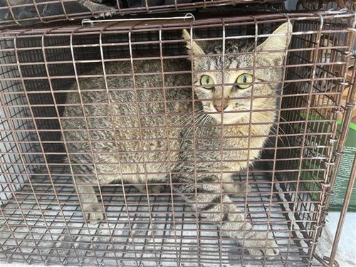 A653990, Adult Domestic Short Hair (short coat), cat for adoption in Friendswood, Texas