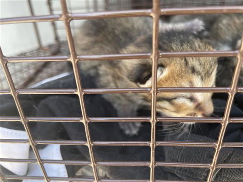 A653992, Baby Domestic Short Hair (short coat), cat for adoption in Friendswood, Texas