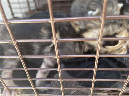 A653993, Baby Domestic Short Hair (short coat), cat for adoption in Friendswood, Texas