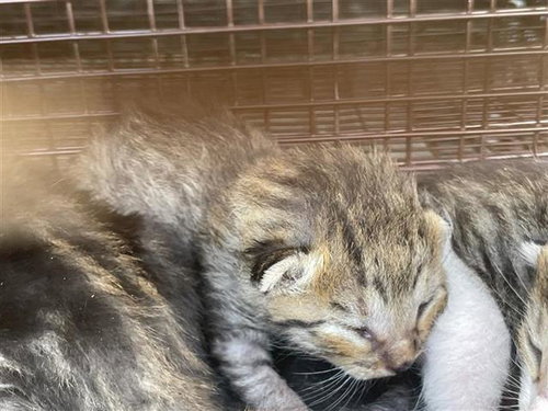 A653994, Baby Domestic Short Hair (short coat), cat for adoption in Friendswood, Texas