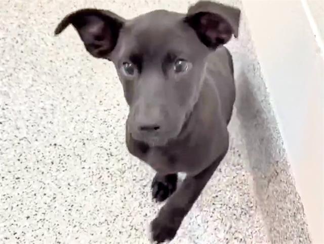 PEPPER