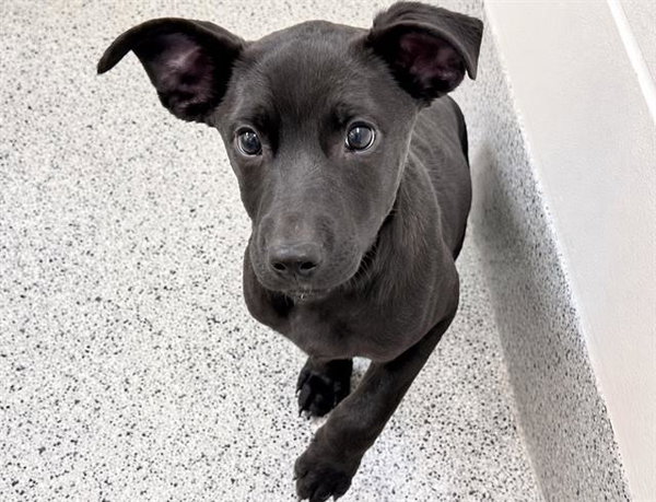 PEPPER
