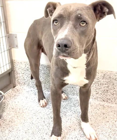 BANE, an adoptable Pit Bull Terrier in Houston, TX