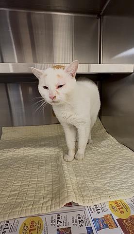 A651594, Adult American Shorthair (medium coat), cat for adoption in Friendswood, Texas