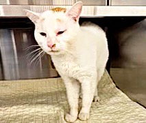 CAPTAIN, an adoptable American Shorthair in Houston, TX