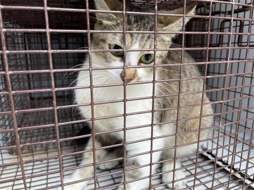 A654041, Young Domestic Short Hair (short coat), cat for adoption in Friendswood, Texas