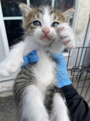 A654042, Baby Domestic Short Hair (short coat), cat for adoption in Friendswood, Texas