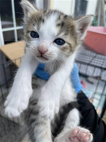 A654043, Baby Domestic Short Hair (short coat), cat for adoption in Friendswood, Texas