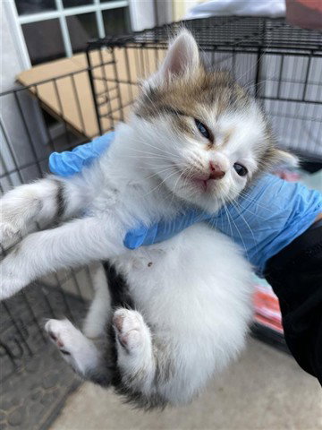 A654044, Baby Domestic Short Hair (short coat), cat for adoption in Friendswood, Texas