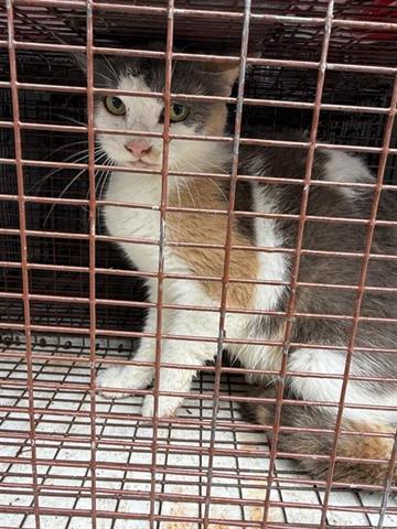 A654061, Adult Domestic Short Hair (short coat), cat for adoption in Friendswood, Texas