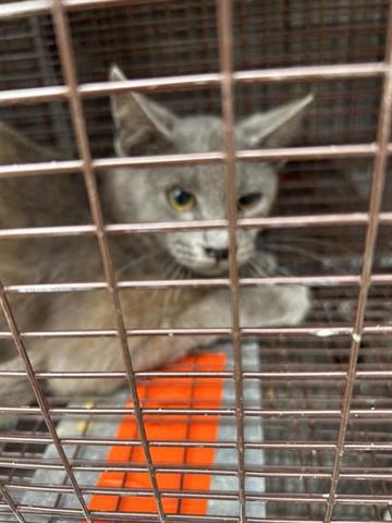 A654062, Adult Domestic Short Hair / Mixed (medium coat), cat for adoption in Friendswood, Texas