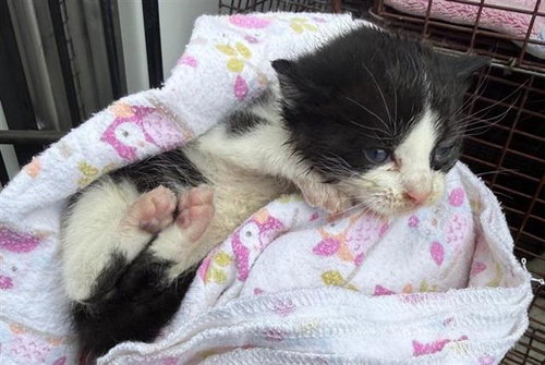 A654064, Baby Domestic Short Hair (short coat), cat for adoption in Friendswood, Texas