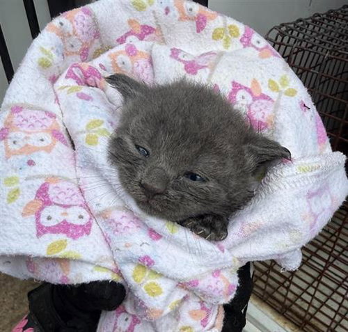A654065, Baby Domestic Short Hair (short coat), cat for adoption in Friendswood, Texas