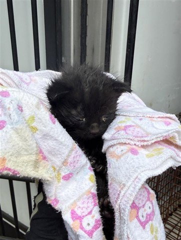 A654066, Baby Domestic Short Hair (short coat), cat for adoption in Friendswood, Texas