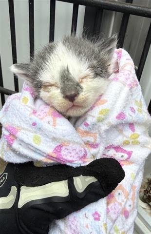 A654067, Baby Domestic Short Hair (short coat), cat for adoption in Friendswood, Texas