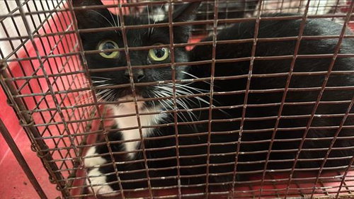 CAROLINE, Young Domestic Short Hair (medium coat), cat for adoption in Friendswood, Texas