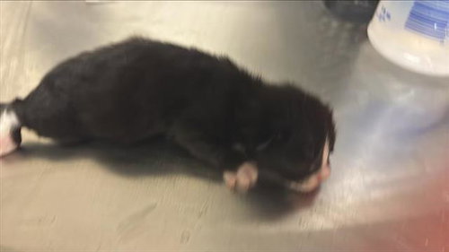A654180, Baby Domestic Short Hair (medium coat), cat for adoption in Friendswood, Texas