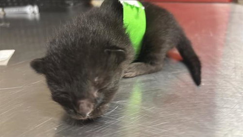 A654181, Baby Domestic Short Hair (medium coat), cat for adoption in Friendswood, Texas