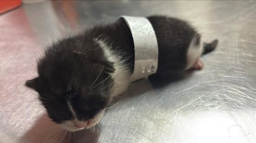 A654182, Baby Domestic Short Hair (medium coat), cat for adoption in Friendswood, Texas
