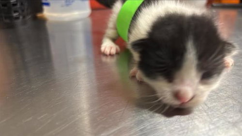 A654183, Baby Domestic Short Hair (medium coat), cat for adoption in Friendswood, Texas
