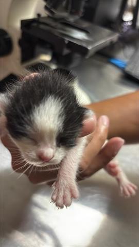 A654184, Baby Domestic Short Hair (medium coat), cat for adoption in Friendswood, Texas