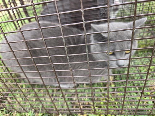 2, Adult Domestic Short Hair / Mixed (medium coat), cat for adoption in Friendswood, Texas