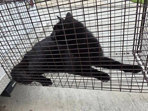 3, Young Domestic Short Hair / Mixed (medium coat), cat for adoption in Friendswood, Texas