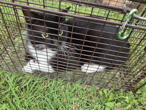 4, Adult Domestic Short Hair / Mixed (medium coat), cat for adoption in Friendswood, Texas
