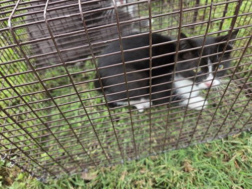5, Baby Domestic Short Hair / Mixed (medium coat), cat for adoption in Friendswood, Texas