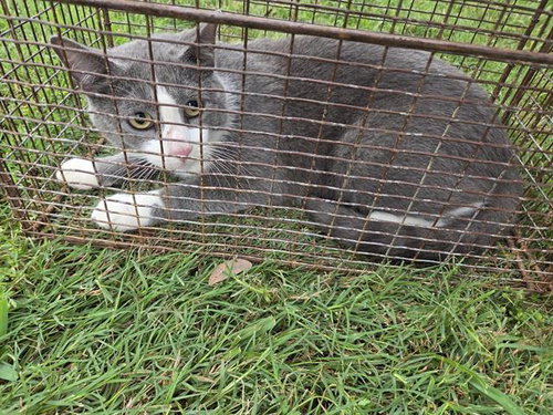 12, Adult Domestic Short Hair / Mixed (medium coat), cat for adoption in Friendswood, Texas