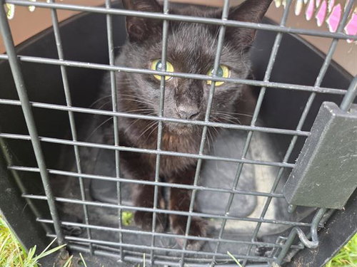 13, Young Domestic Short Hair / Mixed (medium coat), cat for adoption in Friendswood, Texas