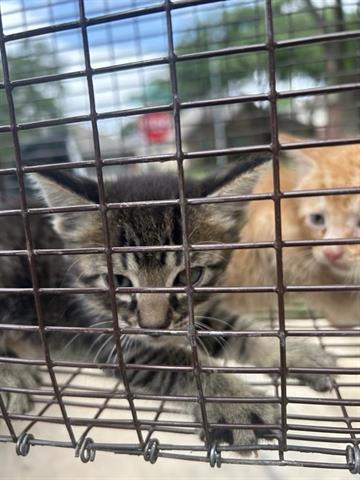A654211, Baby Domestic Short Hair / Mixed (medium coat), cat for adoption in Friendswood, Texas