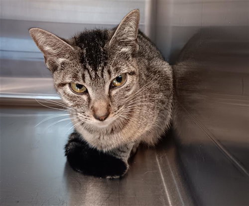 A654248, Young Domestic Short Hair (medium coat), cat for adoption in Friendswood, Texas