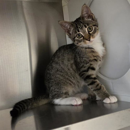 A654249, Baby Domestic Short Hair (medium coat), cat for adoption in League City, Texas