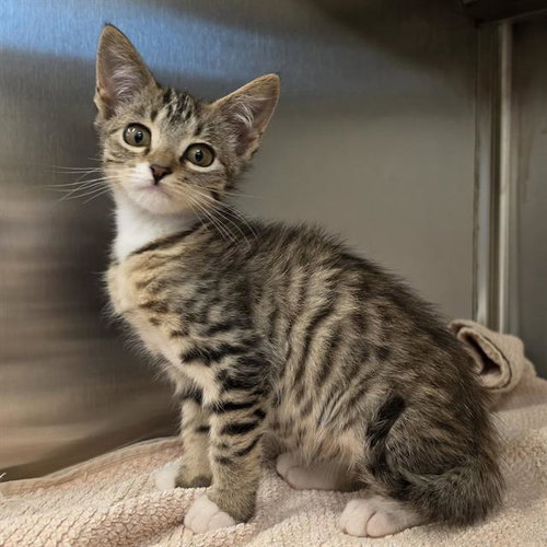 A654255, Baby Domestic Short Hair (medium coat), cat for adoption in League City, Texas