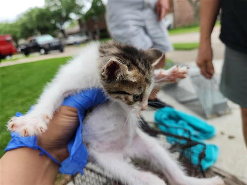 A654185, Baby Domestic Short Hair / Mixed (medium coat), cat for adoption in Friendswood, Texas