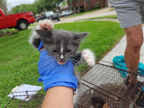 A654186, Baby Domestic Short Hair / Mixed (medium coat), cat for adoption in Friendswood, Texas