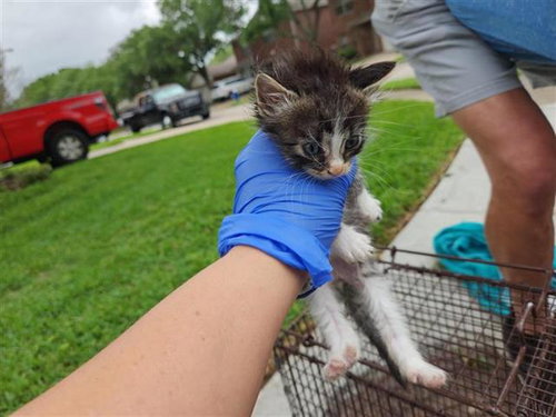 A654188, Baby Domestic Short Hair / Mixed (medium coat), cat for adoption in Friendswood, Texas