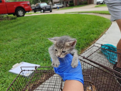 A654189, Baby Domestic Short Hair / Mixed (medium coat), cat for adoption in Friendswood, Texas