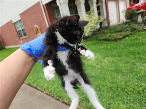 A654190, Baby Domestic Short Hair / Mixed (medium coat), cat for adoption in Friendswood, Texas