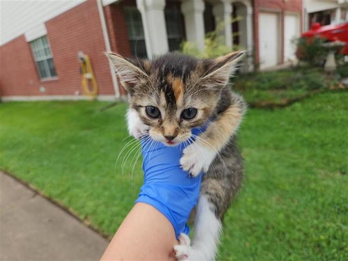 A654192, Baby Domestic Short Hair / Mixed (medium coat), cat for adoption in Friendswood, Texas