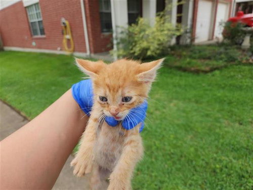 A654197, Baby Domestic Short Hair / Mixed (medium coat), cat for adoption in Friendswood, Texas