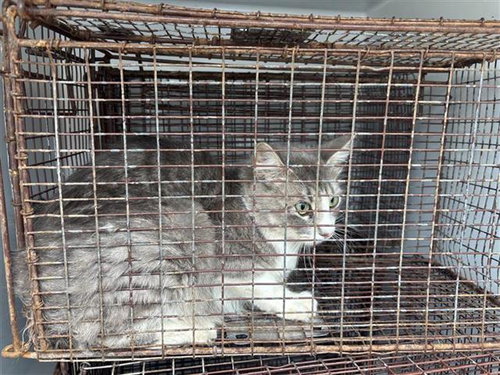 SWEETIE PIE, Young Domestic Short Hair / Mixed (short coat), cat for adoption in Friendswood, Texas