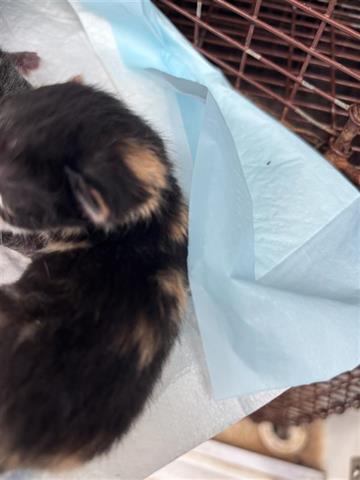 SARAH, Baby Domestic Short Hair / Mixed (short coat), cat for adoption in Friendswood, Texas