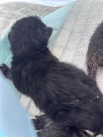 SHADOW, Baby Domestic Short Hair / Mixed (short coat), cat for adoption in Friendswood, Texas