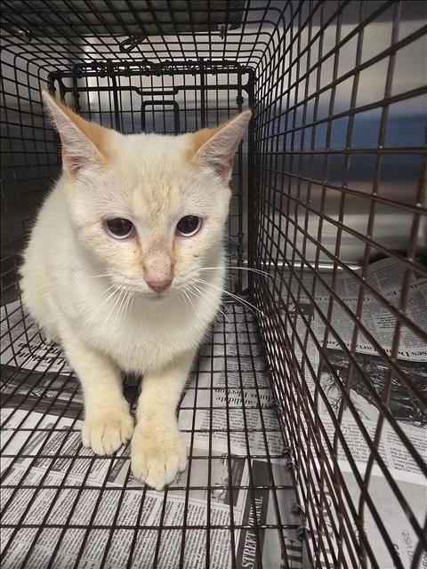 A654288, Young Domestic Short Hair (medium coat), cat for adoption in Friendswood, Texas