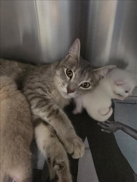 LUCY, Young Domestic Short Hair (medium coat), cat for adoption in Friendswood, Texas
