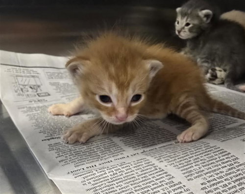 KITTEN 1, Baby Domestic Short Hair (medium coat), cat for adoption in Friendswood, Texas